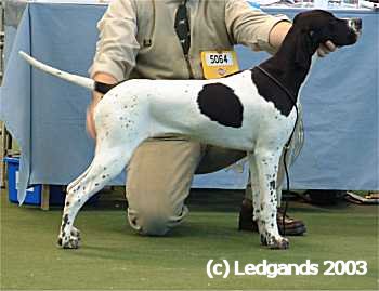 5th Minor Puppy Bitch